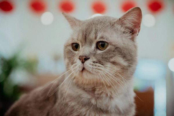 How Can Emerging UK Women's Fashion Trends Influence Your Personal Style?